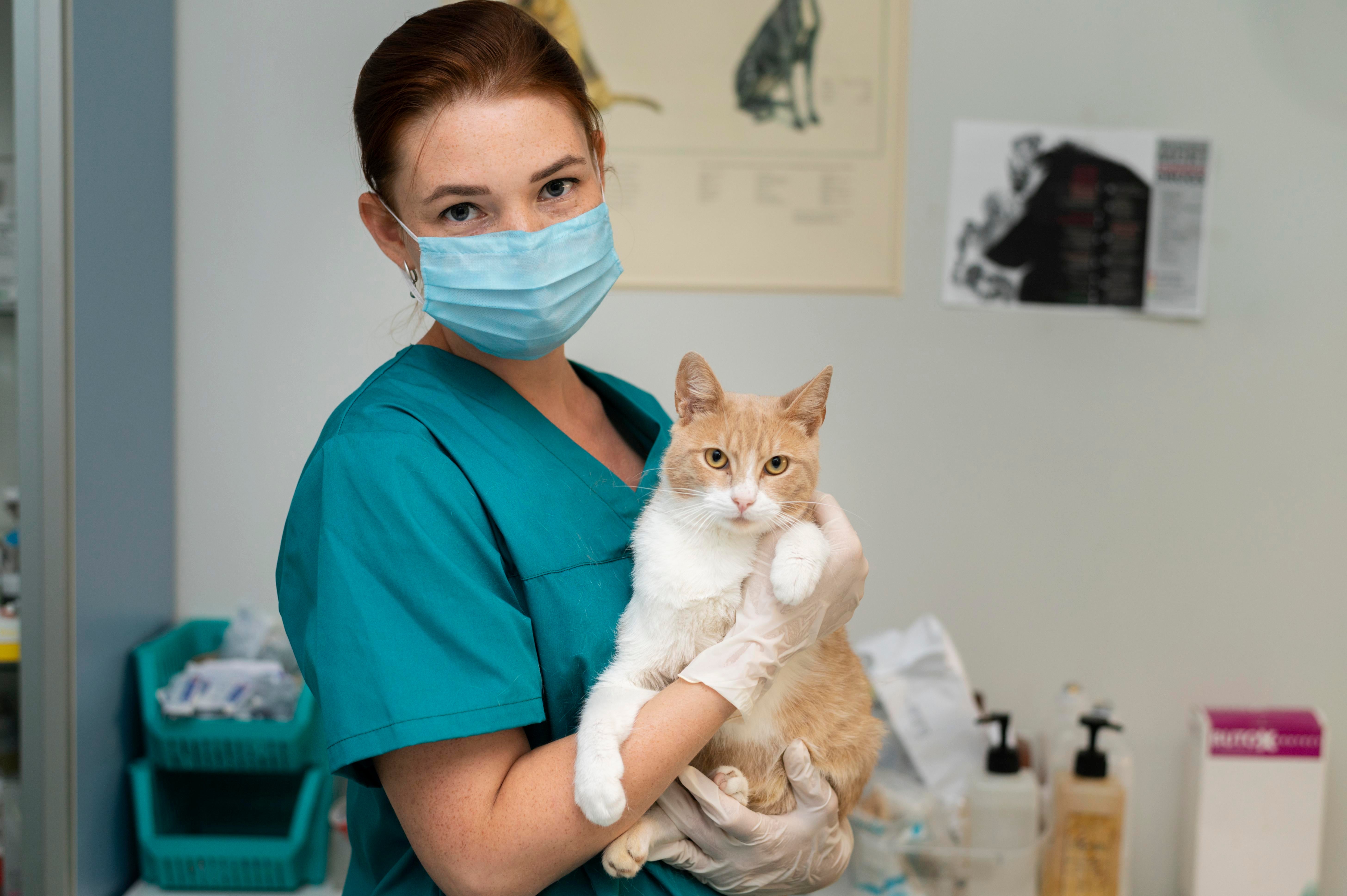 files/close-up-veterinarian-taking-care-cat.jpg